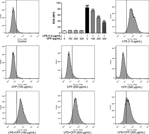 Figure 4 Inhibitory effects of CFP on ROS release in THP-1 macrophages. After inflammatory stimulation, ROS levels in THP-1 macrophages were visualized using fluorescence microscope and represented by mean fluorescence intensity values (MFI). Data represent the average of the three replicates. ###P < 0.001 vs control group; ***P < 0.001 vs LPS group.