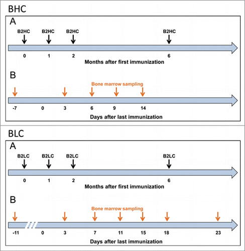 Figure 1. Immunization scheme and bone marrow sampling times. Protocol for hyperimmunization of cynomolgus macaques (Macaca fascicularis) with BoNT/B2-HC (BHC) and BoNT/B2-LC (BLC). (A): The first 3 injections were administered at one month intervals and the fourth injection was administered 4 months after the third. Animals were bled for donation of serum before the first immunization (day 0) and 3 to 5 d prior to the first booster injection. For BoNT/B2-LC, serum sampling was also performed 8 days after the third injection and after the last immunization of each animal. (B): Bone marrow sampling was performed 7 to 11 d prior to the first immunization and at regular intervals after the last immunization: on days 3, 6, 9, and 14 for BoNT/B2-HC; on days 3, 7, 11, 16, 18 and 23 for BoNT/B2-LC.