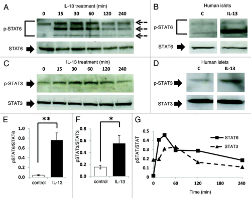 Figure 4. STAT6 and STAT3 are phosphorylated in response to IL-13 in both INS-1E cells and human islets. (A and C) INS-1E cells were treated with IL-13 (20 ng/ml) over a time-course of 240 min. (B and D) Human islets were also exposed to IL-13 (20 ng/ml) for 30 min. After treatment, total protein was extracted, and the protein concentration equalized to either (A) 50 μg, (B) 10 μg, (C) 100 μg or (D) 30 μg per well. The expression levels of (A and B) pSTAT6 and total STAT6 or (C and D) pSTAT3 and total STAT3 were determined by western blot. (A) Lower dotted arrow indicates 105 kDa, middle is approximately 150 kDa and upper is around 200 kDa. (A–D) Data are representative of at least three separate experiments. (E and F) A series of blots comparing untreated (control) INS-1E cells with those exposed to IL-13 (20 ng/ml) for 30 min were analyzed by densitometry and pSTAT expressed relative to total STAT [(E) STAT6, n = 7; (F) STAT3, n = 6]. (G) Representative blots were also analyzed by densitometry and pSTAT expressed relative to total STAT over time. **p < 0.01, *p < 0.05 as indicated.
