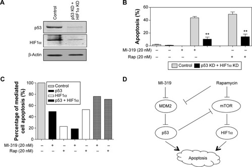 Figure 5 p53 and HIF1α cooperatively mediate antagonist-induced apoptosis.