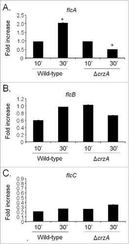 Figure 2. The A. fumigatus flcA expression is dependent on CrzA. The qRT-PCR for the A. fumigatus (A) flcA, (B) flcB, and (C) flcC genes. The strains were grown for 16 hours at 37 °C and transferred to 200 mM CaCl2 for 10 and 30 min. The results are expressed as fold increase of the control (in the absence of CaCl2) and the results were normalized with the βtub expression (*, p < 0.001).