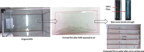 Figure 1. Formation process of anti-dissolution film after MPA exposed in air