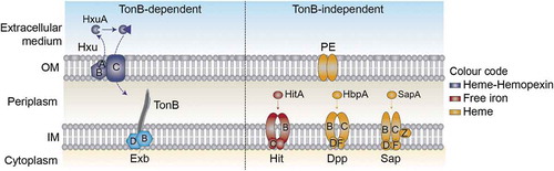 Figure 1. Schematic representation of NTHi heme uptake systems considered in this study. HxuCBA is a TonB-dependent system involved in heme-hemopexin binding. HxuC is a receptor and HxuAB is a two-partner secretion system. HxuA is exposed at the cell surface, and leads to heme release and its capture by HxuC. SapABCDFZ, HbpA-DppBCDF and PE are TonB-independent systems. SapA and HbpA are periplasmic proteins that bind heme and are linked to the inner membrane ABC transporters SapBCDFZ and DppBCDF, respectively. PE is an outer membrane protein that binds heme as a dimer. The HitABC free iron uptake system is also shown. HitA is a periplasmic protein that binds free iron linked to the HitBC transporter located at the inner membrane. Heme-iron sources are color-coded.