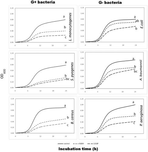 Figure 8. Growth curve of G + and G − bacteria in the presence of Alcalase-red kidney bean hydrolysate (RBAH) and 11S pea globulin (11SGP) peptides (60 µg/mL) concentration, different lowercase letters indicate significant differences p ≤ .05.