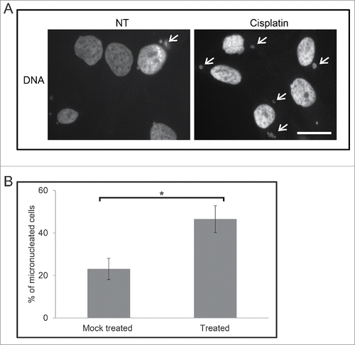 Figure 4. M059K cells retain micronuclei after treatment with cisplatin. (A) Cells were either non-treated (NT) or treated with 30 µM cisplatin for 120 h and then cultured for 8 to 10 d. Cells were stained to mark DNA and then observed by immunofluorescence microscopy. Arrows indicate micronuclei. Scale bar = 25 μm. (B) The mean percentage of M059K cells either mock treated (all steps but no cisplatin) or treated with 30 µM cisplatin for 120 h and then cultured for 8 to 10 d was calculated. Standard error of means are shown. Asterisk shows significant difference, p < 0.05.
