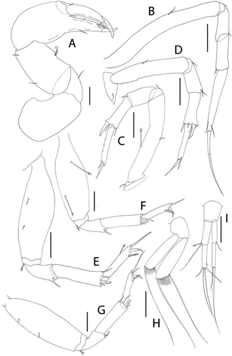 Figure 33. Pseudotanais kitsoni sp. nov., (a), cheliped; (b), pereopod-1; (c), pereopod-2; (d), pereopod-3; (e), pereopod-4; (f), pereopod-5; (g), pereopod-6; (h), pleopod; (i), uropod. Scale lines = 0.1 mm