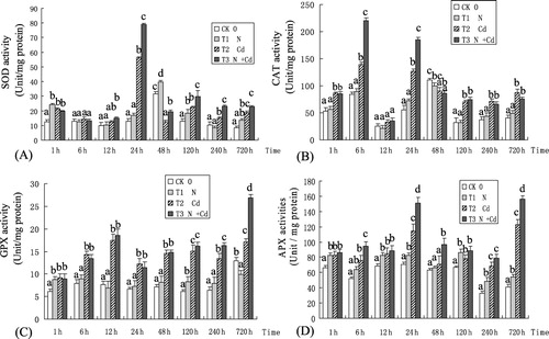 Figure 2. Temporal changes in activities of SOD (A), CAT (B), GPX (C), and APX (D) in ‘107’ poplar (Populus deltoides × P. nigra) at different stages. Bars represent means ± SD of three replicates. For the ANOVA, different letters ‘a, b, c, and d’ denote significant effects at P < 0.01. CK = control, N = nitrogen added, Cd = cadmium added, and N + Cd = both nitrogen added and cadmium added.