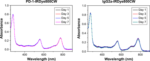 Figure S3 UV-Vis absorption spectra of PD-1-IRDye800CW and IgG2a-IRDye800CW immunoconjugate in DMEM culture media containing 10% FBS changed overtime. The solution was stored at 4°C for 7 days.Abbreviations: FBS, fetal bovine serum; UV-Vis, ultraviolet–visible.