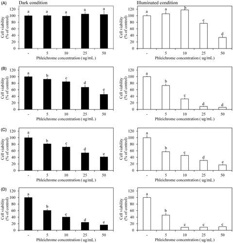 Figure 1. Effects of phleichrome on cancer cell viability. Cell viability was measured in (A) HepG2, (B) HeLa, (C) SW480, and (D) MCF-7 cell lines under dark (black bar) and illuminated conditions (white bar). Results are the means ± standard deviation (SD) of triplicate independent experiments. Statistical analyses were performed using ANOVA at p = .05 using SPSS software (version 23.0, IBM Corp., Armonk, NY).