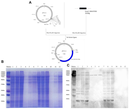 Figure 5 (A) Construction process of the pPICZαA recombinant vector. (B and C) Low levels of recombinant protein expression were validated by SDS-PAGE and Western blot analysis. Lanes 1–3: intracellular protein expression in yeast transfected with recombinant pPICZαA at 24 h, 48 h and 72 h. Lanes 4–6: extracellular protein expression by yeast transfected with recombinant pPICZαA at 24 h, 48 h and 72 h. Lanes 7–9: intracellular protein expression in yeast transfected with the empty vector at 24 h, 48 h and 72 h. Lanes 10–12: extracellular protein expression by yeast transfected with the empty vector at 24 h, 48 h and 72 h.