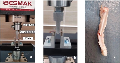 Figure 2. Equipment used in the three-point bending tests (a, b); tibia that was fractured with the pictured equipment (c).