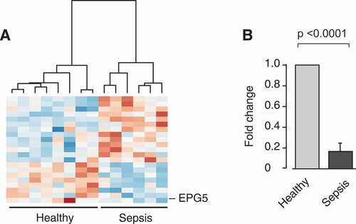 Figure 4. Transcripts coding for key factors of autophagy are differentially expressed in platelets isolated from septic patient when compared to platelets from healthy individuals. Platelets were isolated from healthy individuals or septic patients within 48 h of ICU admission. Total RNA was isolated and next generation RNA-sequencing (RNA-seq) was performed (n = 6–8 per group, respectively). (A) Heat map of upregulated (log2 fold-change > 0, red) and downregulated (log2 fold-change < 0, blue) transcripts in platelets from healthy individuals and septic patients. Black brackets indicate hierarchical grouping. (B) EPG5 expression was verified using qRT-PCR in independent septic patients and healthy controls. The bar graph shows the fold change by ΔΔCT-method (n = 7 subjects per group).