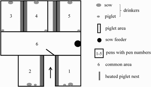 Figure 1. Group housing system layout with five farrowing pens and a central common area.