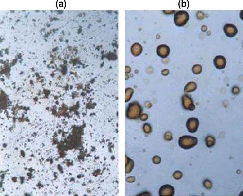 Figure 27 Photomicrographs of poly(azomethine-ether)s in the heating cycle at (a) 219 °C, (b) 270 °C (magnification X = 200).