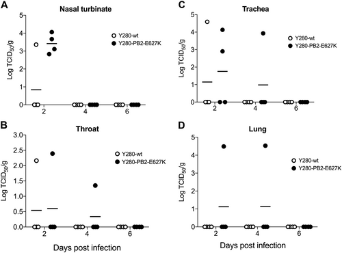 Fig. 2 Viral titers from different tissues of the respiratory tract in tree shrews infected with H9N2 viruses.Tree shrews (n = 4 per group) were infected with 106 TCID50 of Y280-wt or Y280-PB2-E627K virus. Nasal turbinate (a), throat (b), trachea (c), and lung (d) tissues were collected at 2, 4, and 6 dpi. The supernatant of the tissue homogenate was subjected to a TCID50 assay using MDCK cells. The dots represent the viral titer (log10TCID50 per gram of tissue) of individual animals; the lines indicate the mean value in each group