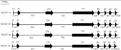 Figure 3. Exon–intron structures of SoCAT-1a, SoCAT-1b, SsCAT-1a and SsCAT-1b. Solid arrows denote exons, and the lines between them represent introns. The numbers up or underneath the exons and introns indicate their size (bp).
