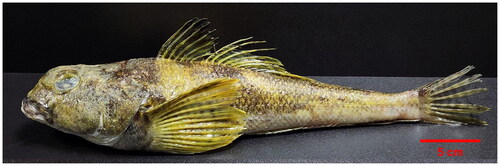 Figure 1. A photo of the humped rockcod Gobionotothen gibberifrons (Lönnberg 1905). The photo has been taken by Jin-Hyoung Kim.
