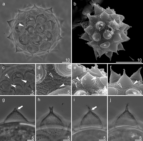 Figure 7. Mesobiotus mandalori sp. nov. —PCM and SEM images of the eggs, egg surface, egg processes surface and midsections: (a) PCM image of the eggs; (b) SEM image of the egg; (c) PCM image of the egg surface; (d) SEM image of the egg surface; (e-f) SEM images of the egg processes surface; (g-j) PCM images of the egg processes midsections. Filled flat arrowhead indicates reticular design; filled indented arrowheads indicate crowns of strong thickenings around the process base; empty indented arrowheads indicate pores;filled arrow indicates bubble-like internal structures, Filled flat arrowheads indicate reticular design; filled arrows crowns of strong thickenings around the process base; empty arrows indicate pores. Scale bars in μm.