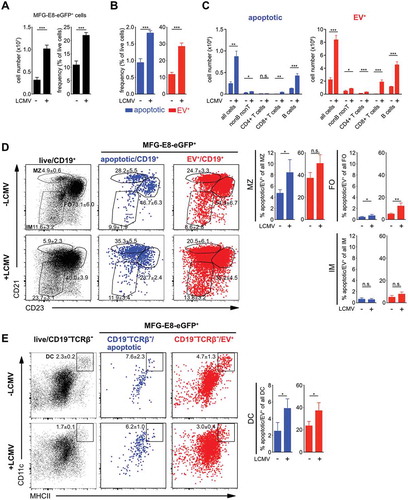 Figure 5. Identification of dying cells and EV+ cells during LCMV infection. Non-infected and LCMVArm (2x105 PFU, i.p.) infected mice were injected with 100 µg MFG-E8-eGFP on day 5 post infection. 1 h later mice were sacrificed and splenic B, T and non-B/T cell subsets were analysed by imaging flow cytometry (gating strategy shown in suppl. Figure 4). (A) Bar graphs show total numbers (left) and frequencies (right) of all MFG-E8-eGFP+ splenocytes in non-infected and infected mice. (B) Frequencies of MFG-E8-eGFP+ apoptotic (blue) and EV+ (red) cells were determined using the CAE. (C) MFG-E8-eGFP+ CD19−TCRb− nonB/T cells, CD4+ and CD8+ T cells and CD19+ B cells were classified as apoptotic (blue) or EV+ (red) using the CAE and their total numbers in the spleen were calculated. (D) MFG-E-eGFP+ CD19+ B cell subsets (MZ = marginal zone, FO = follicular, IM = immature B cells), (B) CD19−TCR −CD11 c+MHC-II+ DCs were analysed using the CAE. Numbers next to the gate show the mean percentage ± SD of all cells depicted inside the dot plot that lie within the respective gate, while the bar graphs show the average frequency ± SD of apoptotic or EV+ cells within the analysed subpopulation (n = 3). Statistical significance is indicated by asterisks (ns P > 0.5; *P ≤ 0.05; **P ≤ 0.01; ***P ≤ 0.001; two-tailed unpaired t-test). Representative results of 3 independent experiments are shown.