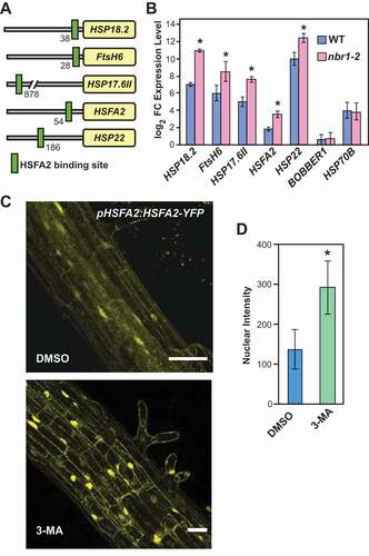 Figure 6. NBR1 deficiency results in enhanced HSFA2 transcriptional activity. (A) Schematic presentation of the heat shock element (HSE) position in promoters of HSFA2 target genes. (B) Results of qRT-PCR expression analysis of HSFA2 and its target genes in WT and the nbr1-2 mutant. The Y-axis indicates the expression ratio (log2 fold-changes) of genes in primed (2 d into the recovery phase) compared to untreated controls. Note: the expression of HSFA2 target genes is higher in the nbr1-2 mutants than in WT. (C) Inhibition of autophagosome formation (by 3-MA treatment) induces nuclear accumulation of HSFA2. Roots (differentiation zone) of pHSFA2:HSFA2-YFP seedlings either treated with 5 mM 3-MA dissolved in DMSO or DMSO alone (as control) were visualized for the nuclear localization of HSFA2-YFP by fluorescence confocal microscopy at 2 d into HS recovery Scale bars: 50 µm. (D) The quantification of HSFA2-YFP nuclear intensities was analyzed using IMARIS (https://imaris.oxinst.com/Bitplane)