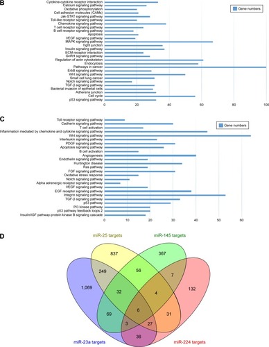 Figure 2 Bioinformatic analysis of predicted target genes of candidate miRNAs.