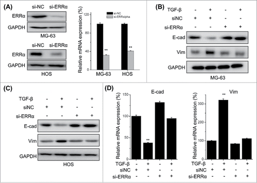 Figure 5. Knock down of ERRα attenuates TFG-β induced EMT of osteosarcoma cells. MG-63 and HOS cells were transfected with si-NC or si-ERRα for 24 h, and then the expression of ERRα was measured by use of Western blot analysis and qRT-PCR; MG-63 (B) and HOS (C) cells were transfected with si-NC or si-ERRα for 24 h and then further treated with TFG-β (20 ng/ml) for 48 h, the protein levels of E-cad and Vim were analyzed by Western blot analysis; (D) MG-63 cells were transfected with si-NC or si-ERRα for 24 h and then further treated with TFG-β (20 ng/ml) for 24 h, the mRNA levels of E-cad and Vim were analyzed by qRT-PCR. Data were presented as means ± SD of 3 independent experiments. **p < 0.01 compared with control.