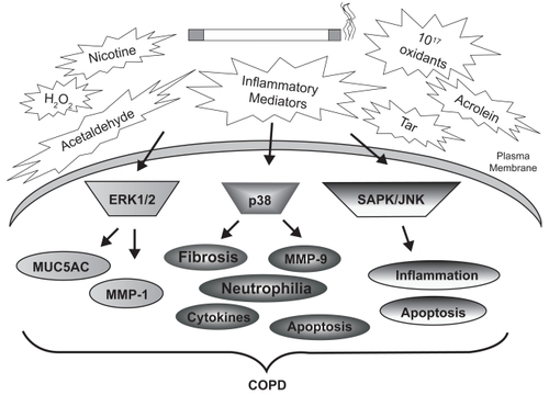 Figure 2 Cigarette smoke-induced MAP kinase activation and lung injury in COPD. The many chemicals, oxidants, and metabolites of cigarette smoke stimulate MAP kinase cascades within resident and inflammatory cells of the airways and parenchyma. Comparison of MAP kinase activities in the lung tissue of smokers, nonsmokers, and COPD patients has identified significant differences in these cascades. These signaling modules are linked to the indicated cellular processes, many of which are associated with COPD pathogenesis.