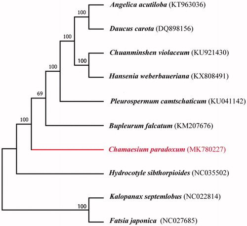 Figure 1. ML phylogenetic tree of C. paradoxum with nine species was constructed using chloroplast genome sequences. Numbers on the nodes are bootstrap values from 1000 replicates. Kalopanax septemlobus and Fatsia japonica were selected as outgroup.