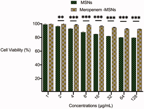 Figure 7. The viability of hBM-MSC cells treated with meropenem-loaded MSNs and free MSNs were 92–100% and 79–100%, respectively.