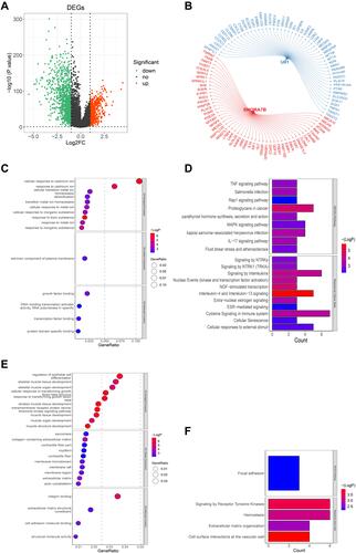 Figure 7 Construction of snoRNA-related gene-drug interaction network. (A) Differentially expressed mRNAs between control and BC samples. (B) he top 50 genes correlated with U81 or SNORA7B. (C and D) GO (C) and KEGG pathway (D) enrichment analyses of the top 50 U81-correlated genes. These genes were mainly enriched in ion channel-related biological functions and immune-related signaling pathways. (E and F) GO (E) and KEGG pathway (F) enrichment analyses of the top 50 SNORA7B-correlated genes. These genes were primarily enriched in muscle development-related biological processes and ECM-related pathways.