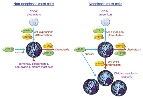 Figure 1 Roles of mTORC1 and mTORC2 in mast cell expansion, differentiation, survival and chemotaxis.