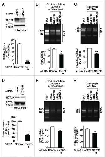 Figure 5. Effects of SIDT2 knockdown on RNA uptake and degradation by lysosomes. (A and D) Decreased levels of SIDT2 proteins in HeLa cells transfected with SIDT2-siRNA were confirmed by immunoblotting. Relative levels of SIDT2 were quantified. Results are expressed as mean ± SEM (n = 3). (B and E) RNA uptake assay I (Fig. 2A) was performed using isolated lysosomes derived from SIDT2 knockdown or control siRNA-transfected cells. Relative levels of RNA uptake were quantified. Mean ± SEM (n = 3). ***, P < 0.001. (C and F) RNA degradation assay using lysosomes isolated from SIDT2-knockdown cells or from control cells. Relative levels of RNA degradation were quantified. Mean ± SEM (n = 3). ***, P < 0.001; **, P < 0.01.