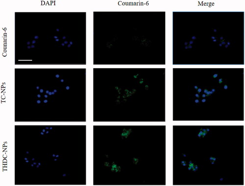 Figure 7. The images of HNE1/DDP cells after incubation with coumarin-6, TC-NPs, THDC- NPs for 2 h at 37 °C. Blue fluorescence represents live cells and green fluorescence represents Coumarin-6. Scale bar = 50 μm.