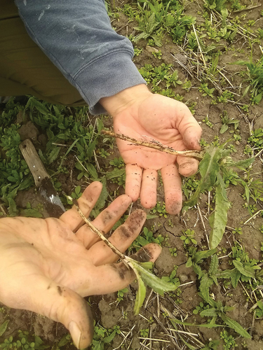 Figure 1. Young creeping thistle roots and shoots, ready for human consumption.