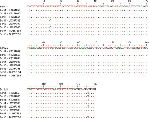 Figure 2 Comparison of 180 nucleotides of portion Cox1 gene between Vietnamese S. haematobium and other species of Schistosoma including Gabon (S. haematobium [Schi1 and Schi2]), Benin (Schi3), Kenya (Schi4), South Africa, Mauritius (Schi6), and Tanzania (Schi7 and Schi8).Notes: Difference between SchiVN and other species shown by their sign nucleotide. The mark (.) is similar to each other in nucleotide.Abbreviations: Cox1, cytochrome C oxidase subunit 1; SchiVN, Vietnamese Schistosoma.