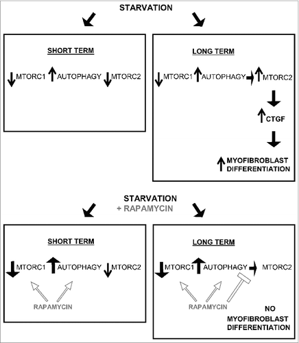 Figure 8. Long-term autophagy favors MTORC2 activation leading to enhanced CTGF production and myofibroblast differentiation. Short-term serum starvation inactivates MTORC1 and MTORC2 signaling leading to dephosphorylation of RPS6KB1 (Thr389) and AKT (Ser473). MTORC1 inhibition induces autophagy, demonstrated by a higher LC3B-II/-I ratio and lower SQSTM1 level. Rapamycin increases autophagy by further inhibiting MTORC1. A sustained autophagic response is responsible for the MTORC2 reactivation when fibroblasts are starved for 2 d or more (long term), as measured by rephosphorylation of AKT at Ser473. In turn, MTORC2 activity drives the production and secretion of the pro-fibrotic cytokine CTGF leading to myofibroblast differentiation. Long-term exposure to rapamycin inactivates MTORC1 leading to an increased autophagic response, but prevents MTORC2 activation and downstream CTGF induction and myofibroblast differentiation.