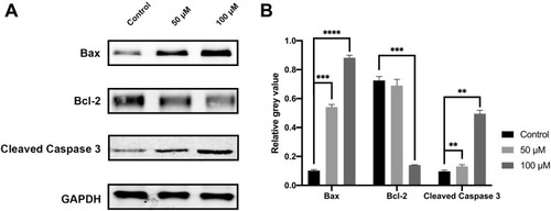 Figure 7 Cell apoptosis evaluated by Western blot. The CAL 27 cells were treated with curcumin at indicated concentrations, followed by Western blot assay. Representative blots (A) and quantification results (B) were shown. Bcl-2, B-cell lymphoma 2; Bax, Bcl-2-associated X protein; GAPDH, glyceraldehyde-3-phosphate dehydrogenase. **P < 0.01, ***P < 0.001 and ****P < 0.0001, one-way ANOVA.
