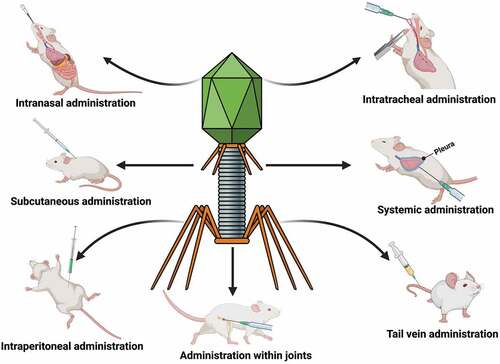 Figure 2. Representation of various routes of phage administration in the mice infection model. The figure was created with Biorender.com.
