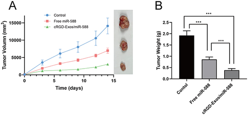Figure 7 Anti-tumor effect in vivo. Tumor volume (A) and tumor weight (B) of BALB/c nude mice in each group after treatment. ***P < 0.001.
