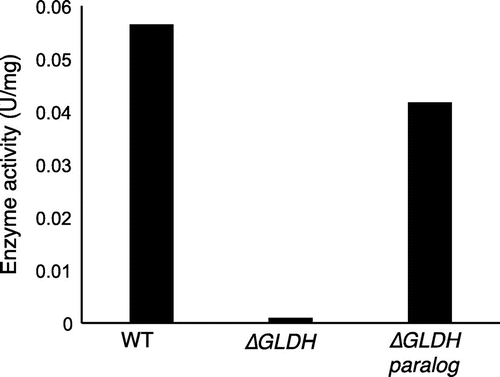 Fig. 7. Effect of gene disruption on D-pentonate 4-dehydrogenase activity.