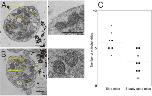 Figure 5. TEM observation of human CD41-positive platelets.Human CD41-positive cells were isolated from the PRP from eltro-mice (A) or steady-state-mice (B). Representative magnetic bead-attached human CD41-positive platelets are shown. The numbers of mitochondria in each platelet observed with TEM are shown as the dotplots. The average are shown as lines (n = 10–11) (C). Scale Bar = 1 μm. White circles in A and B indicate magnetic beads. Yellow arrows indicate mitochondria. G: granules, SCS: surface connecting systems. Right panels of A and B are high magnification images of yellow rectangles. ***p < 0.001.