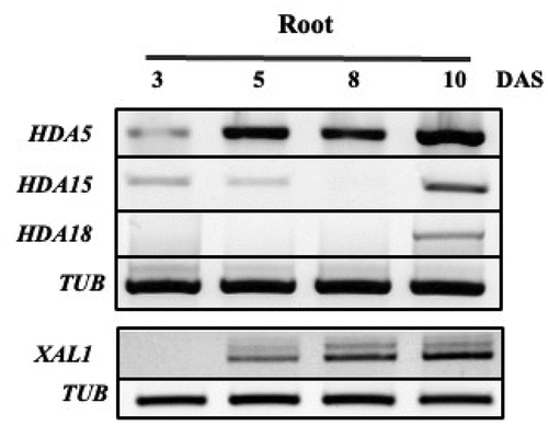 Figure 3. Expression of MADS and HDACs in root of Arabidopsis thaliana. XAL1 expression HDACs and different times in the development of the root from Arabidopsis (PCR endpoint); days after sowing (DAS), tubulins (TUB).