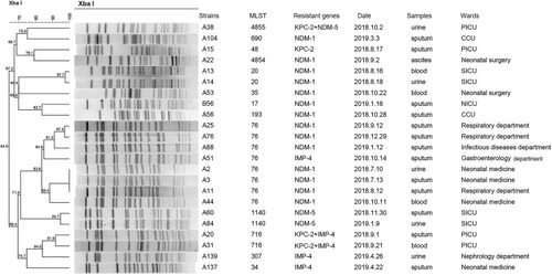 Figure 3 Dendrogram of PFGE profiles of 23 CRKP non-ST11 strains. The UPGMA algorithm was performed to construct dendrogram based on the dice similarity coefficient. Strains were classified as the same clone cluster when their dice similarity index was ≥80%.
