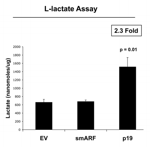 Figure 7. p19(ARF) increases L-lactate production. Stable fibroblast cell lines were subjected to chronic hypoxia for 48 h. Then, the levels of L-lactate that accumulated in the tissue-culture media were assessed and normalized to the amount of total cellular protein. Note that p(19)ARF expression increases L-lactate accumulation by > 2-fold.