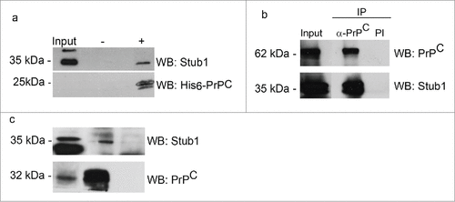 Figure 3. PrPC interacts with Stub1. (a) A pull-down assay was performed using mouse brain extract incubated with His6-PrPC bound to Ni-NTA-agarose beads (+) or Ni-NTA-agarose alone (−). Pulled-down proteins were analyzed by western blotting (WB) employing anti-Stub1 antibody (upper panel). The same membranes subjected to pull-down assay were re-probed with anti-his-tag antibody to attest that recombinant PrPC was recovered from the beads (lower panel). HEK293T cells protein extracts overexpressing GFP-PrPC and Myc-Stub1 (b) or olfactory epithelium (OE) extracts (c) were immunoprecipitated with anti-PrPC or pre-immune serum (PI). Co-precipitated proteins were analyzed using an anti-Stub1 antibody (upper panels). The same membranes were re-probed with anti-PrPC (lower panels) to confirm that PrPC was precipitated during IP-reaction.