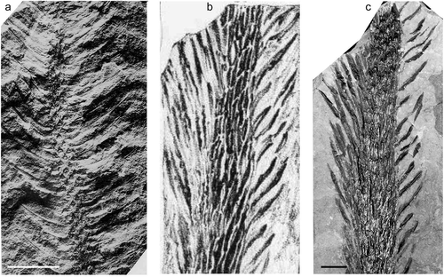 Figure 4. (a) Lepidodendron dawsonii Bell, Geological Survey of Canada, Specimen 3250 (holotype), Dominion No. 16 Colliery, Sydney Coalfield (Cape Breton, Canada); roof of the Phalen Seam, Morien Group (Asturian); original illustration by Bell (Citation1938, pl. 99, fig. 4). (b, c), Lepidodendron pictoense Dawson, Redpath Museum, McGill University, Specimen 3478 (lectotype); Sydney Coalfield, Nova Scotia (Canada); Morien Group (Asturian). (b), Original illustration by Dawson (Citation1866, fig. 37a). (c), Photograph of specimen (reproduced with permission of the Redpath Museum, McGill University).