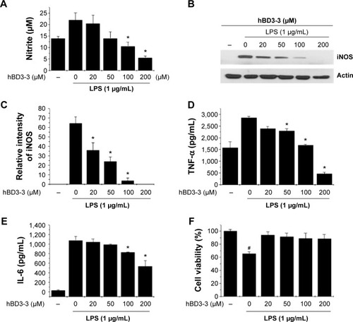 Figure 4 The effects of hBD3-3 on LPS-induced NO, iNOS, and cytokine production in RAW 264.7 cells.Notes: Cells were treated with the indicated concentrations of hBD3 for 1 hour before the addition of LPS (1 μg/mL) for 18 hours. Unstimulated cells were used as controls. (A) Quantitative analysis of NO production. Equal amounts of total protein (40 μg) were subjected to 10% SDS-PAGE. (B) The expression of the iNOS and actin proteins was detected through Western blot analysis using specific antibodies. (C) The level of iNOS was normalized to that of actin. Quantitative analysis of (D) TNF-α and (E) IL-6 production. (F) Cytotoxicity of hBD3-3 in RAW 264.7 cells. Cells were incubated with various concentrations of hBD3-3 for 24 hours. The number of viable cells remaining in the wells was assessed using the 3-(4,5-dimethylthiazol-2-yl)-2,5-diphenyltetrazolium bromide assay and compared with untreated cells. The data are expressed as the mean ± SD from three independent experiments in each group. *P<0.05 versus the 1 μg/mL LPS-treated group. #P<0.05 versus the untreated control group.Abbreviations: hBD3, human beta-defensin 3; LPS, lipopolysaccharide; NO, nitric oxide; iNOS, inducible nitric oxide synthase; SDS-PAGE, sodium dodecyl sulphate-polyacrylamide gel electrophoresis; TNF-α, tumor recrosis factor-alpha; IL-6, interleukin-6; SD, standard deviation; MTT, 3-(4,5-dimethylthiazol-2-yl)-2,5-diphenyltetrazolium bromide.