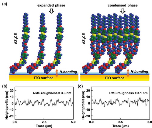 Figure 5. Schematic illustration of surfactant molecules of AZ1CE and AZ3CE forming expanded and condensed phase on the ITO surfaces (a). 3D topographic height profiles of self-assembled AZ1CE (b) and AZ3CE (c) monolayer film. Reproduced with permission [Citation57].