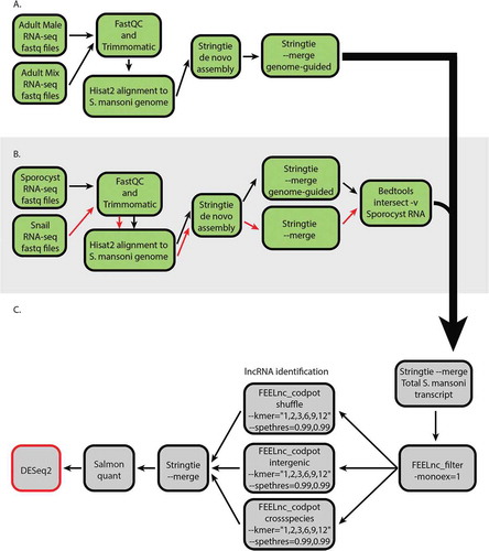 Figure 1. A computational pipeline was designed to identify lncRNAs from S. mansoni molluscan stage (asexual reproduction) and mammalian stage (sexual reproduction). (A) The general workflow for de novo assembly of the transcripts. The RNA-seq datasets were aligned to S. mansoni genome and assembled into transcripts. (B) The sporocyst and the snail RNA-seq datasets were aligned to S. mansoni genome and assembled into transcripts. The snail transcripts that align to S. mansoni genome were then filtered out from the sporocyst transcripts to obtain sporocyst-only transcripts. (C) lncRNA identification and differential expression analysis. The reconstructed transcripts from different developmental stages were merged together, and the coding potential was calculated for each transcript. The identified lncRNAs were used as the reference for quantification of transcripts from RNA-seq datasets. The quantified transcripts were then analyzed for differential gene expression in different developmental stages.