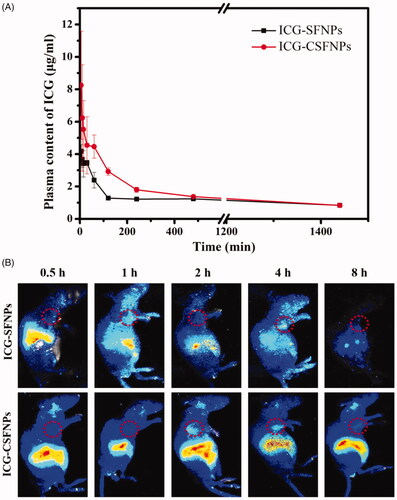 Figure 5. (A) Plasma ICG concentrations profile against time in SD rats after intravenously injected with ICG-CSFNPs or ICG-SFNPs; (B) in vivo fluorescence imaging of glioma-bearing nude mice after intravenously injected with ICG-CSFNPs or ICG-SFNPs, respectively (red circle indicated the tumour site).